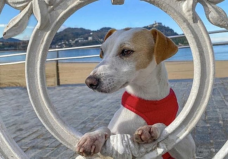 San Sebastian is a highly recommended destination for travelling with a dog.