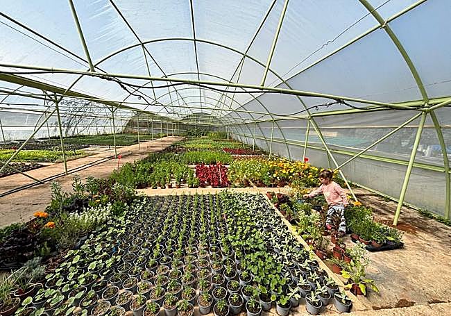Inside the greenhouse.