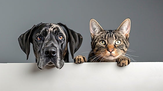 Mijas gives green light to creation of municipal pet register