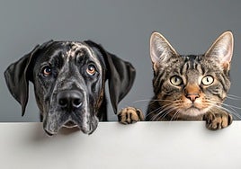 Mijas gives green light to creation of municipal pet register