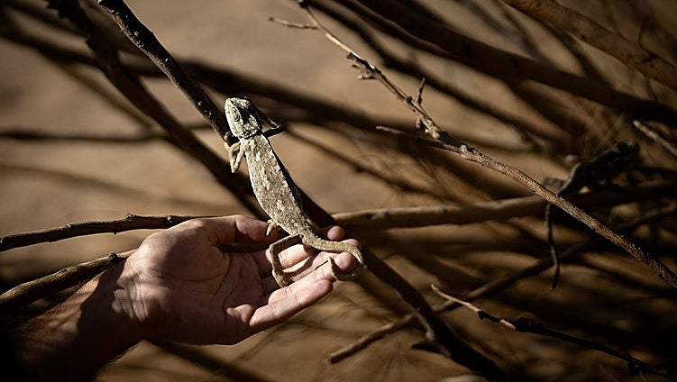 Chameleon recovery programme sees more than 900 specimens returned to the wild in Malaga