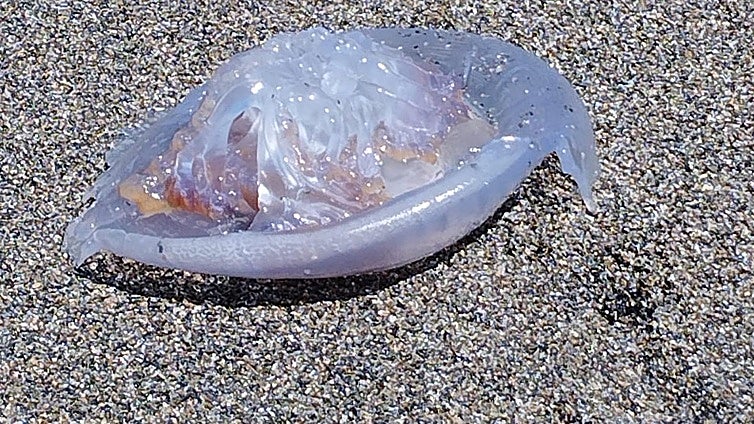 Giant jellyfish found on Granada province beach