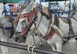 Image of the donkey taxis circulated by Pacma.