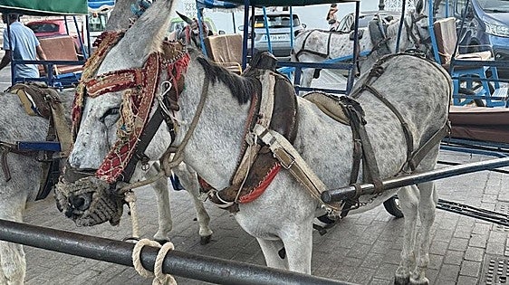 Pacma denounces Mijas town hall and donkey taxi owners for alleged mistreatment of animals