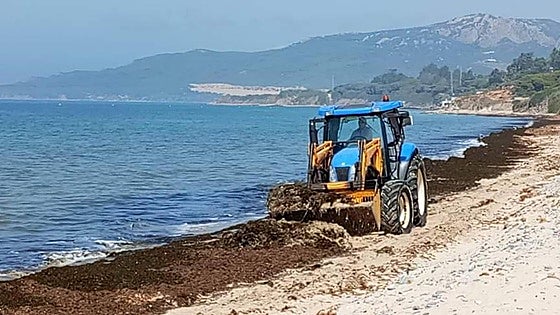 Invasive Asian algae washing up on Spain's beaches may help save drought-stricken forests