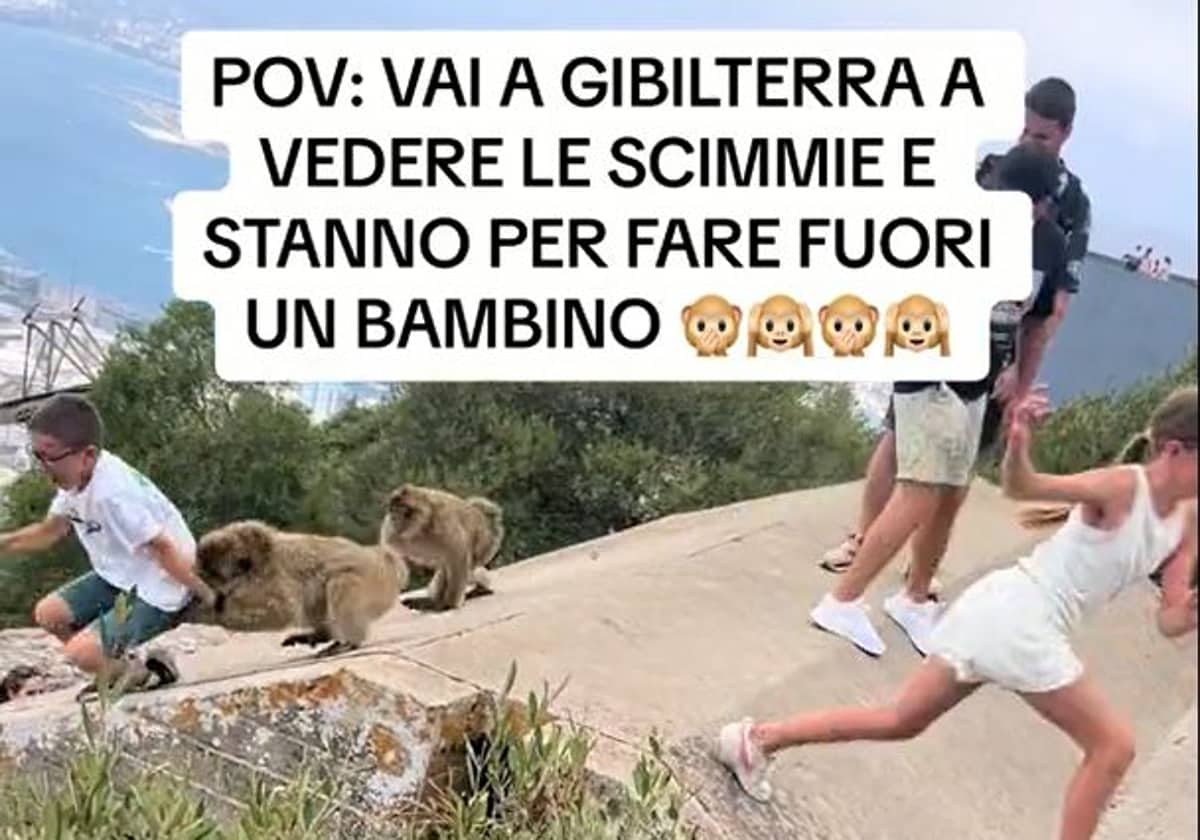 Video of macaque 'attack' goes viral as apes chase child near cliff edge in Gibraltar