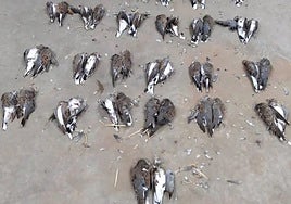 The turtle doves were seized from the hunters by the Guardia Civil and sent to the Junta de Andalucía's centre for the recovery of endangered species (CREA) as food for animals recovering at the facility.