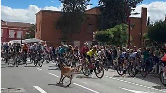 Owner of dog that escaped onto professional cycle race course in Spain slapped with 2,500-euro fine
