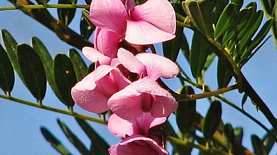 Recommended for your garden in the south of Spain: Keurboom