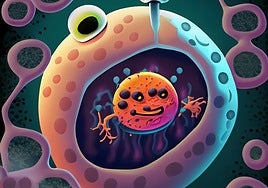 What is autophagy and why it can help you age better?