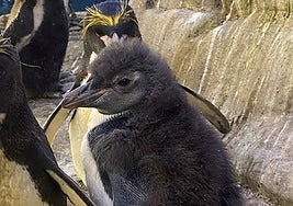 Macaroni penguin chick.