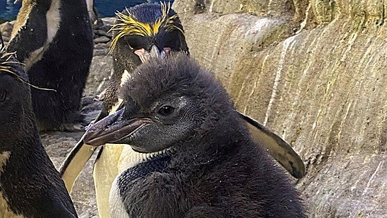 Penguin chicks hatch on the Costa as part of conservation project unique in Andalucía
