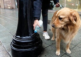 Costa del Sol town declares war on dog pee and 'uncivilised owners'