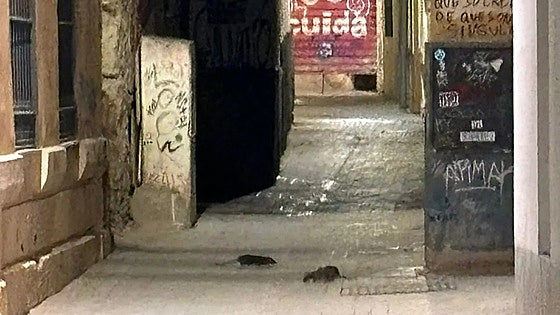 Malaga triples budget to eradicate rats and other pests after complaints pile up