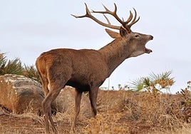 Deer rutting takes place at the end of summer.