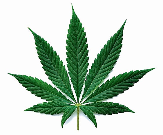 The dark side of marijuana: from pain relief to the risk of schizophrenia