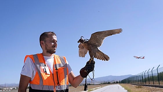 The feathered flying squad that helps keep flight traffic at Malaga Airport safe