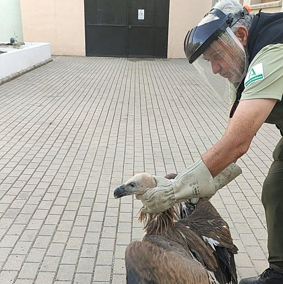 Rescuers swoop to aid of griffon vulture spotted in city centre in Spain