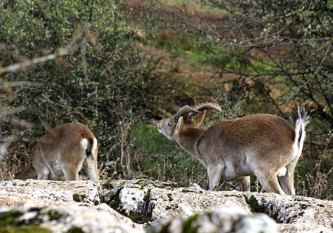 Mating season for ibex usually runs from October to December.