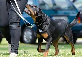 Benalmádena enhances pet-friendly status by hosting first national dog show this weekend