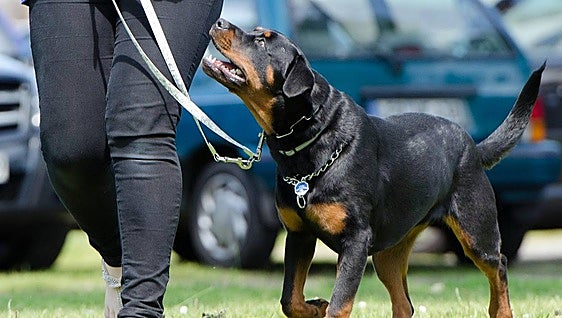 Benalmádena enhances pet-friendly status by hosting first national dog show this weekend