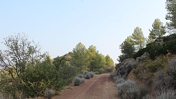 An easy hike through a Malaga province forest is the ideal way to welcome autumn