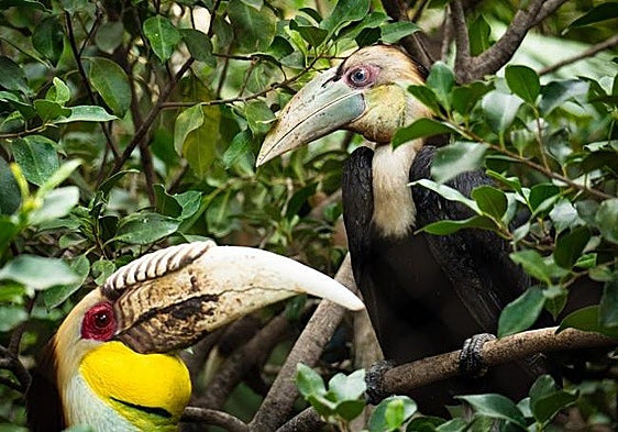 A first for the Costa del Sol and Spain as two black-throated hornbills hatch