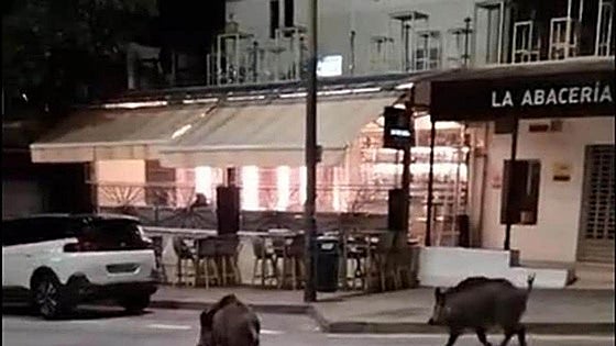More drinking troughs and teams of archers: this is how they plan to keep the wild boar at bay in Malaga
