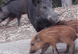 File image of wild boar on a residential development in Mijas.