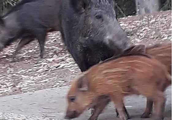 File image of wild boar on a residential development in Mijas.