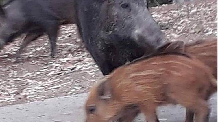 Council plans to trap and kill problematic wild boar on the Costa del Sol