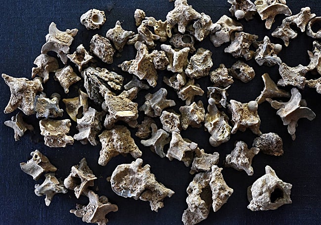 Abundant remains of marine fauna found inside the cave.