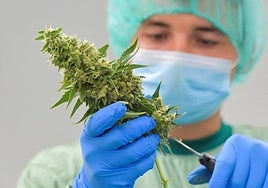 Spain to legalise cannabis to treat chronic pain and effects of chemotherapy
