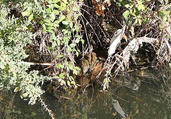 A tortoise tries to hide in the vegetation around the Sabar River.