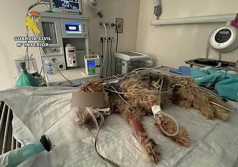 Dog owner in Spain reported for 'accidentally' running it over and throwing it in rubbish bin