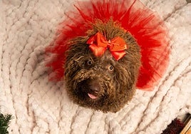 In the studio, an elaborate setup is created that ensures each pet’s needs and welfare are prioritised.