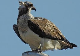 Pandion haliaetus.