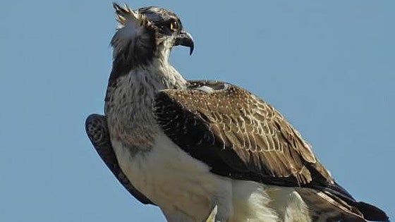 The osprey