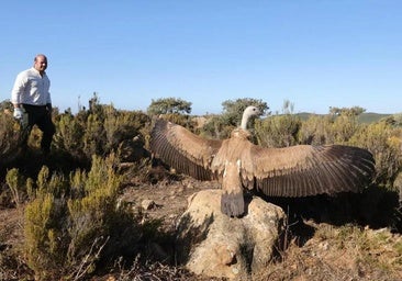 Birds of prey return to skies above Andalucía after recuperation at rescue centre