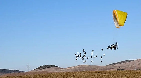 Endangered birds land in south of Spain after epic 2,800-kilometre guided journey from Austria