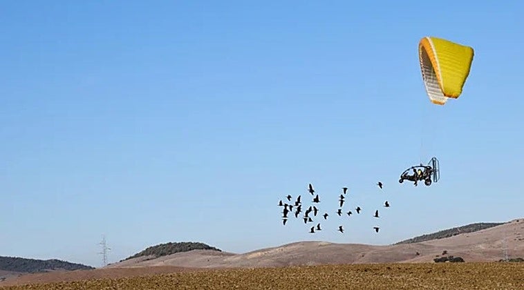 Endangered birds land in south of Spain after epic 2,800-kilometre guided journey from Austria