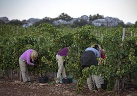 Grape pickers at work.
