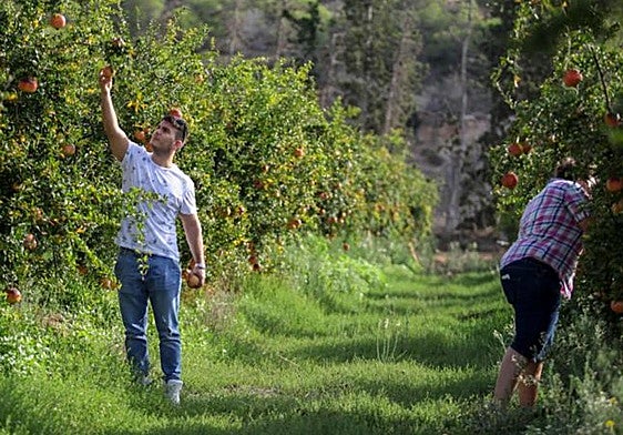 File image of a young farmer in an orchard.