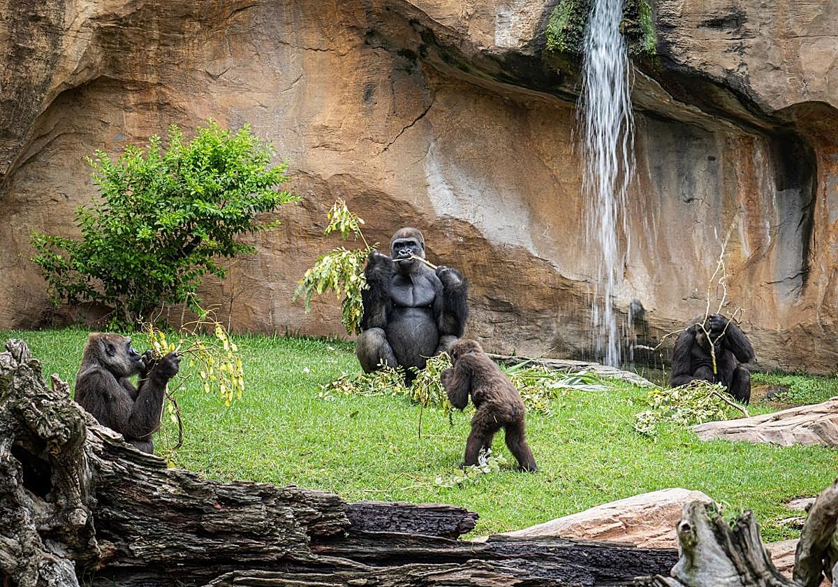 Family of gorillas at Bioparc Fuengirola.