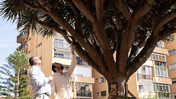 A second opportunity for a 7,400-kilo dragon tree in Benalmádena