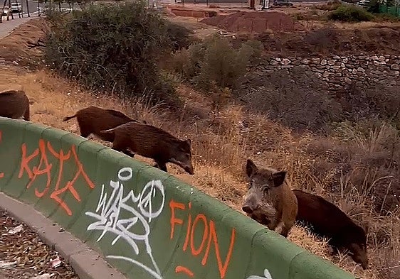 Police investigate after wild boar baited, beaten and trussed up in Malaga city