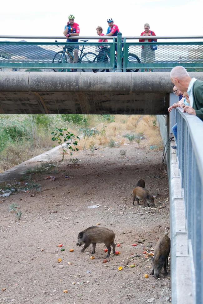 Small specimens scavenge for food remains along the riverbed in Malaga.