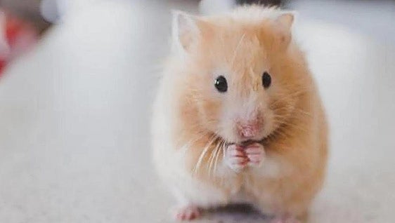 Woman dies after being bitten by pet hamster in Spain