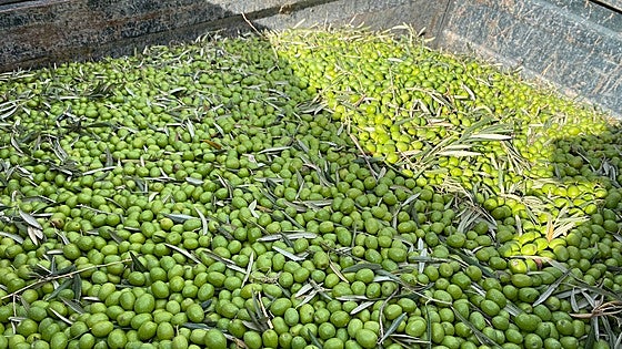 Farmers on the ropes in the province as olive harvest stagnates in Malaga