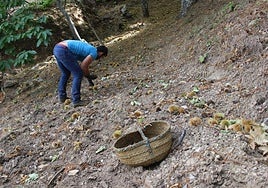 An archive image of a labourer collecting chestnuts in the Genal valley.